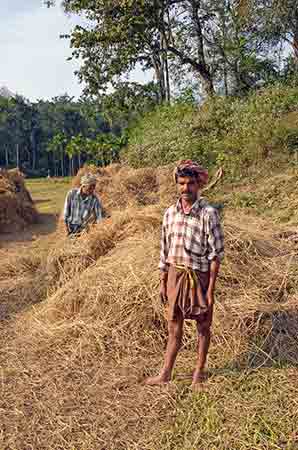 hay wayanad-AsiaPhotoStock