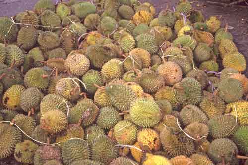 heap durians-AsiaPhotoStock
