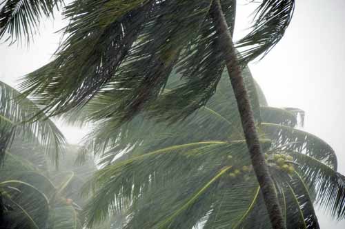 coconut trees in storm-AsiaPhotoStock
