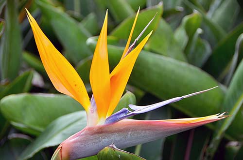 heliconia vietnam-AsiaPhotoStock