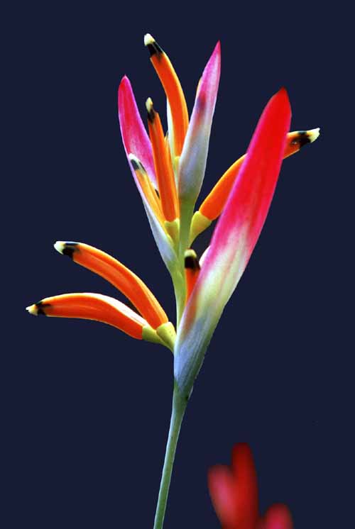 heliconia stricta-AsiaPhotoStock