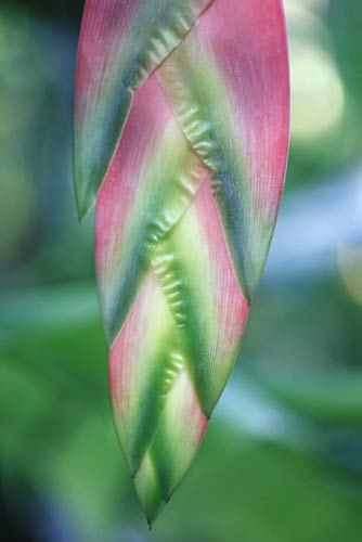 heliconia close up-AsiaPhotoStock