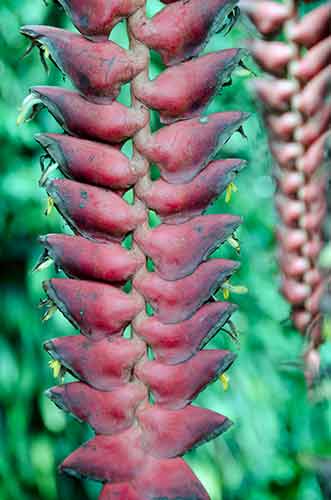 heliconia botanics-AsiaPhotoStock