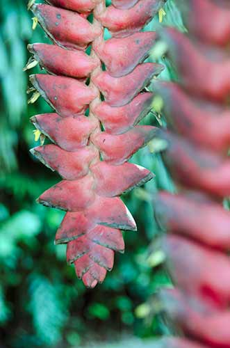 heliconia dinosaur-AsiaPhotoStock