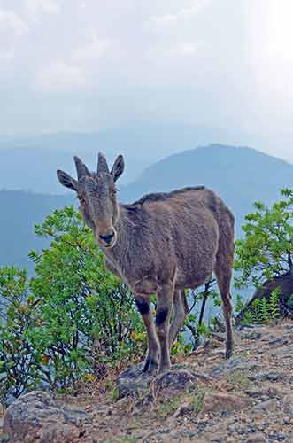 hello goat-AsiaPhotoStock