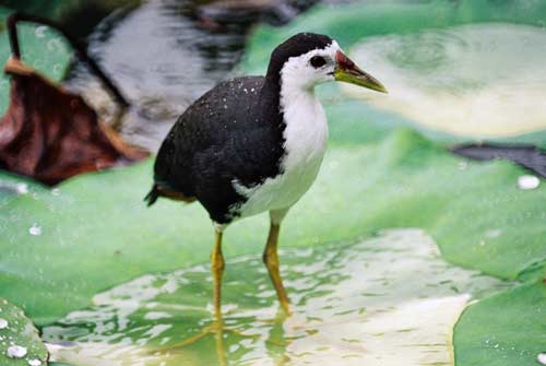 hen walking on water-AsiaPhotoStock