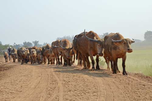 herd of buffalo-AsiaPhotoStock