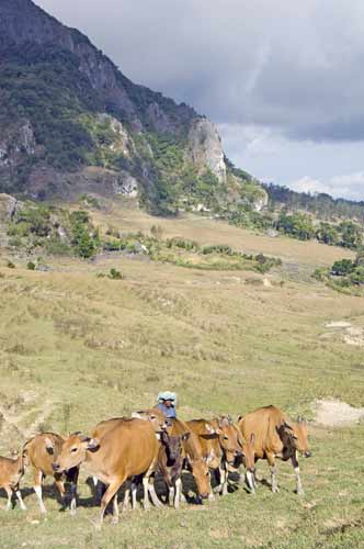 herd-AsiaPhotoStock