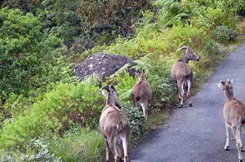 herd of goats kerala-AsiaPhotoStock