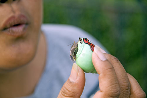 hermit crab-AsiaPhotoStock