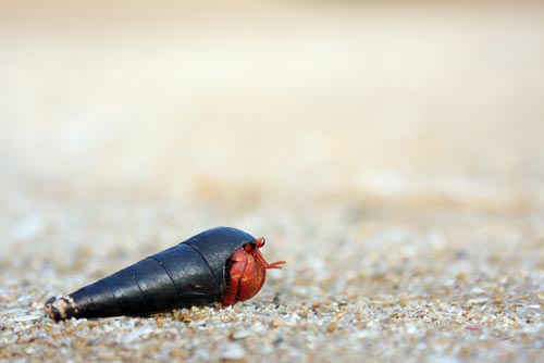 hermit crab on beach-AsiaPhotoStock