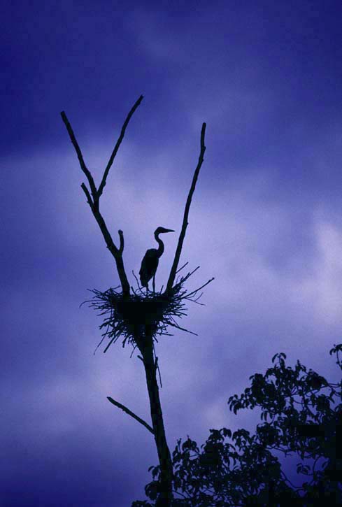 heron-AsiaPhotoStock