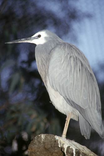 australian heron-AsiaPhotoStock