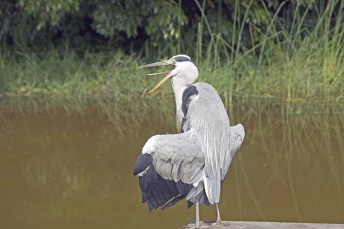 heron japan-AsiaPhotoStock