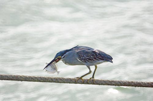 night heron with fish-AsiaPhotoStock