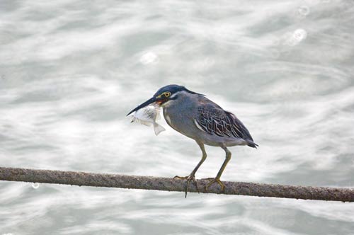 heron with small fish-AsiaPhotoStock