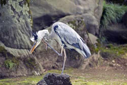 heron kenrokuen-AsiaPhotoStock