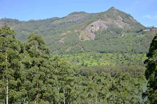 hills munnar-AsiaPhotoStock