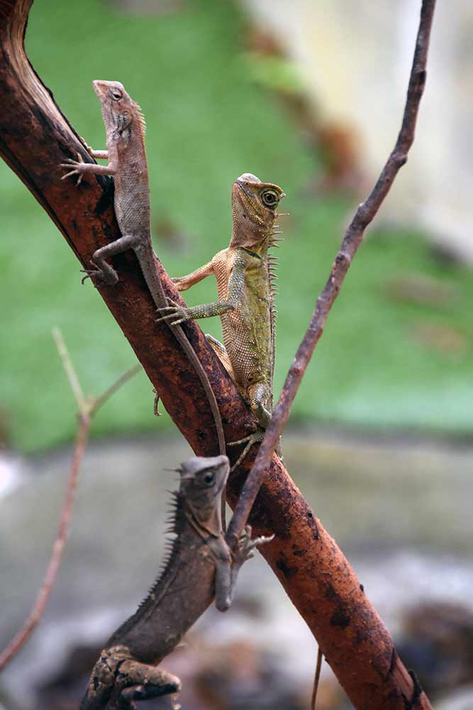 changeable lizards penang-AsiaPhotoStock