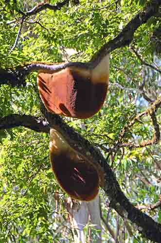 honey tree-AsiaPhotoStock