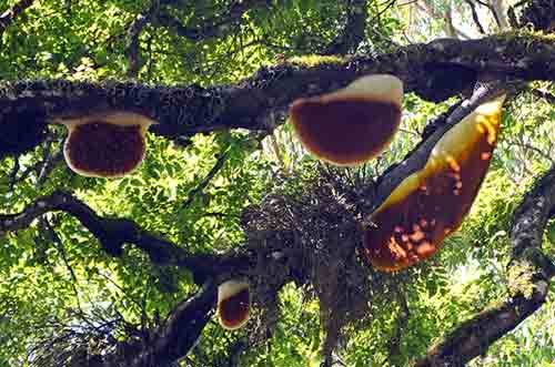 honeycombs-AsiaPhotoStock