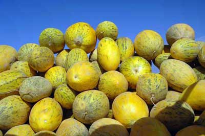 yellow melons-AsiaPhotoStock