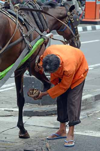 hoof repairs-AsiaPhotoStock