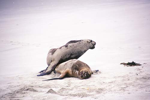 hookers sea lions-AsiaPhotoStock