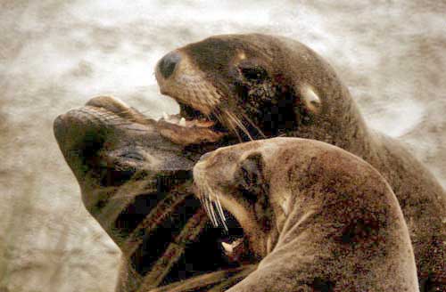 hooker`s sea lions at play-AsiaPhotoStock