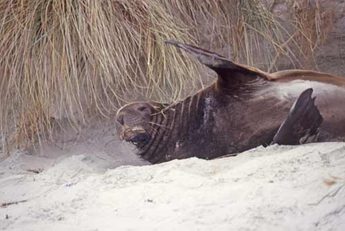 sea lion wave-AsiaPhotoStock