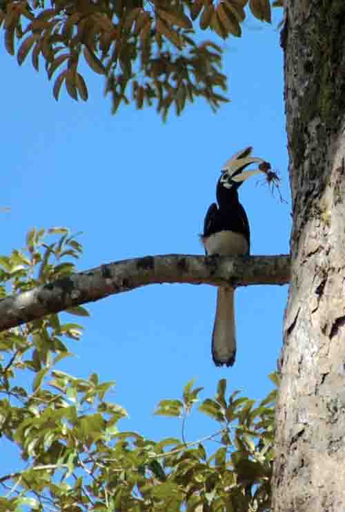 oriental pied hornbill-AsiaPhotoStock