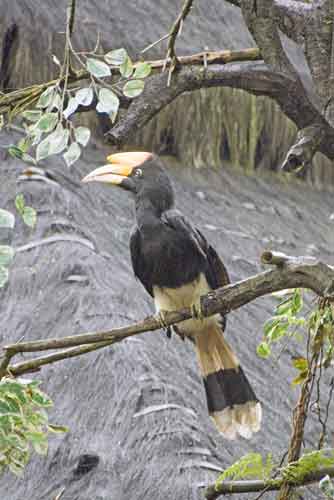 hornbill indonesia-AsiaPhotoStock