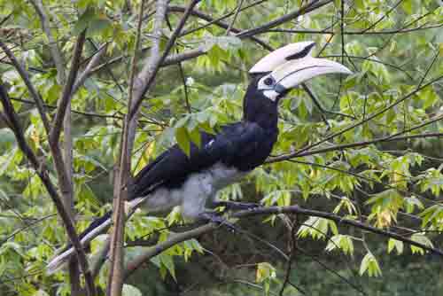 hornbill close up-AsiaPhotoStock