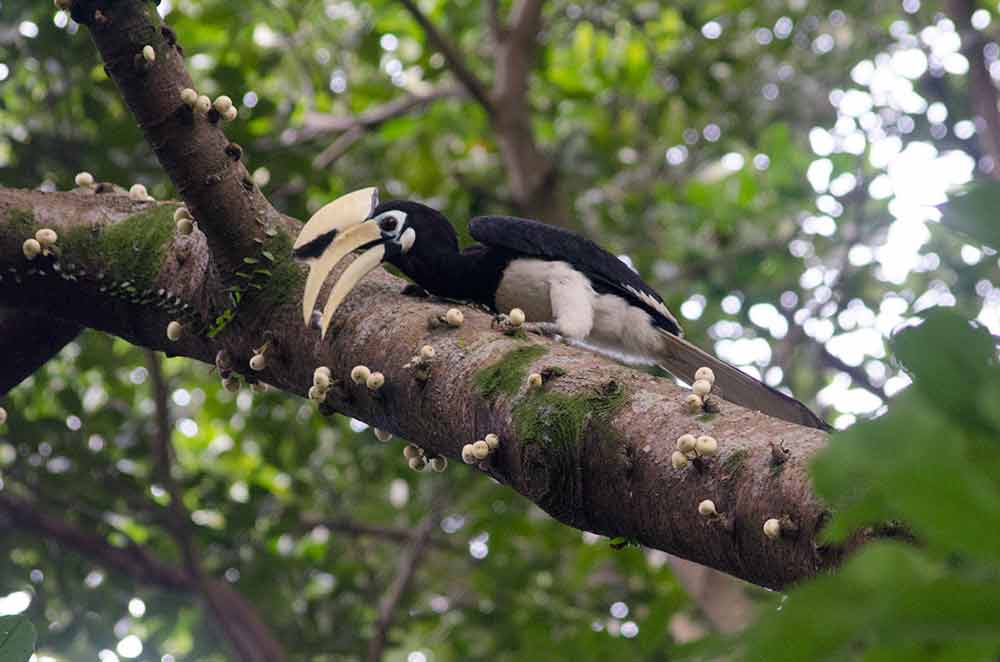 hornbill feeding-AsiaPhotoStock