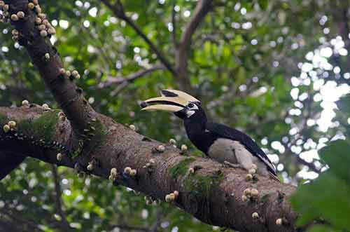 hornbill fruit-AsiaPhotoStock