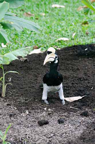 hornbill on ground-AsiaPhotoStock