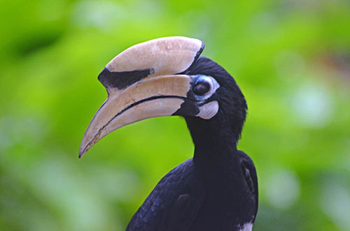 hornbill head portrait-AsiaPhotoStock