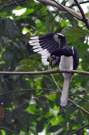 horbill wings-AsiaPhotoStock