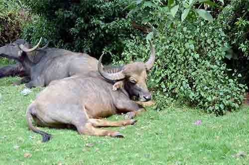 horns ooty-AsiaPhotoStock