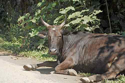 horns thekkady-AsiaPhotoStock