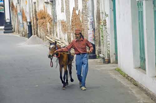 horse solo-AsiaPhotoStock