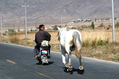 horse-AsiaPhotoStock