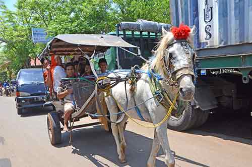 horse jepara-AsiaPhotoStock