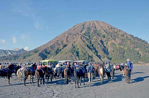 horse selection-AsiaPhotoStock