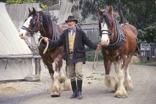 horses-AsiaPhotoStock
