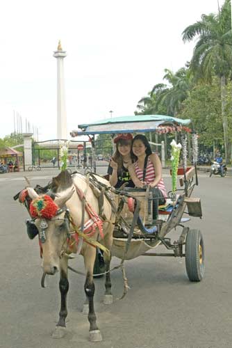 horses jakarta-AsiaPhotoStock