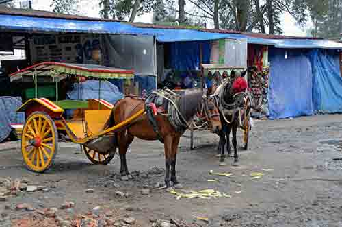 horses berastagi-AsiaPhotoStock