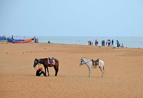 horses shankumugham-AsiaPhotoStock