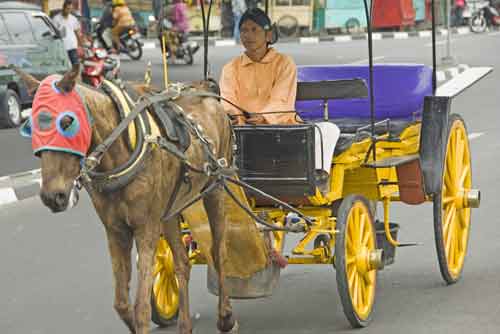 horses taxi jogjakarta-AsiaPhotoStock