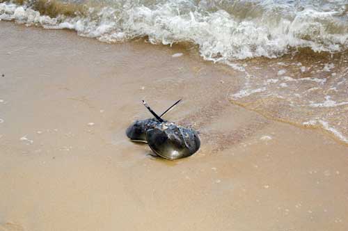 horse shoe crab melaka-AsiaPhotoStock